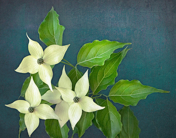 Kousa Dogwood