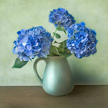 Hydrangeas