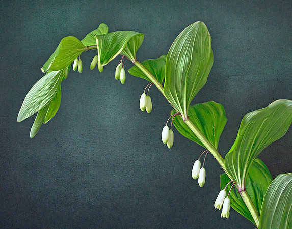Solomon Seal