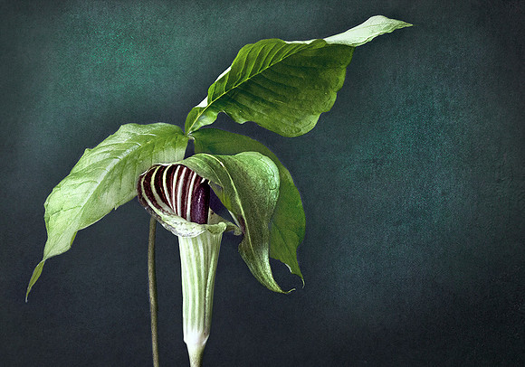 Jack in the Pulpit #3