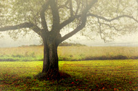 Misty Morning