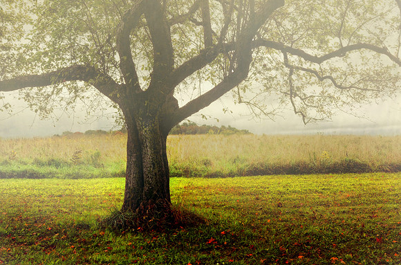 Misty Morning