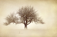 Apple Tree in Sepia