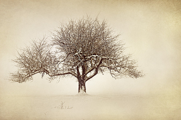 Apple Tree in Sepia