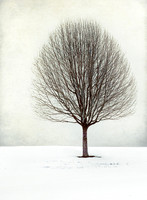 Solitude