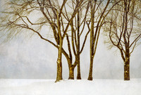 Trees