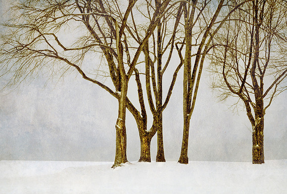Trees