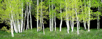 Aspens