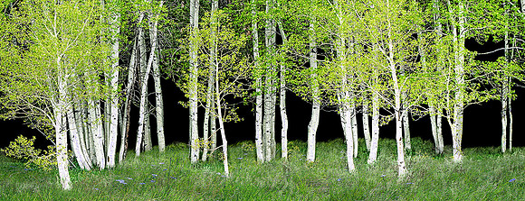 Aspens