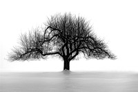 TREES