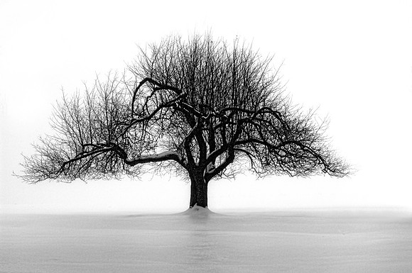Apple Tree in Winter