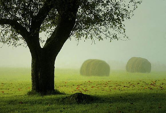 Under the Apple Tree