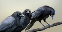 CROWS