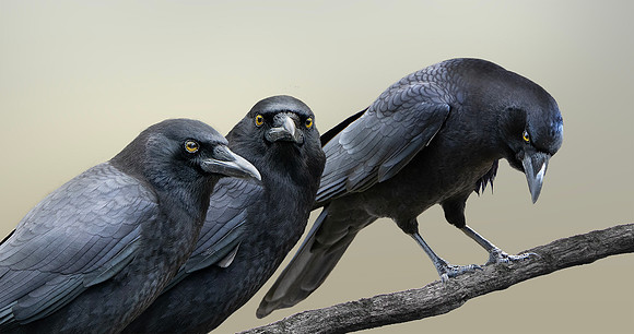 Trio