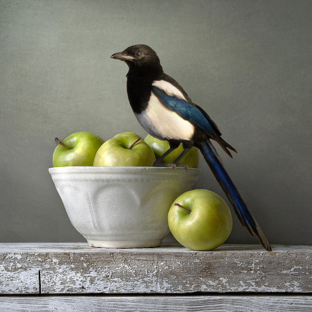 Magpie