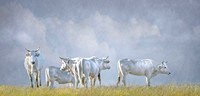 Chianina