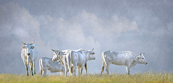 Chianina
