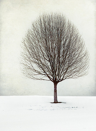 Solitude