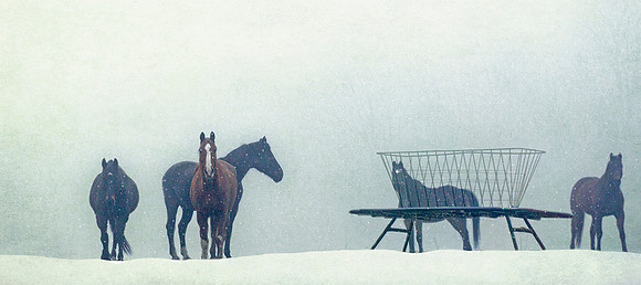 Equine Gathering