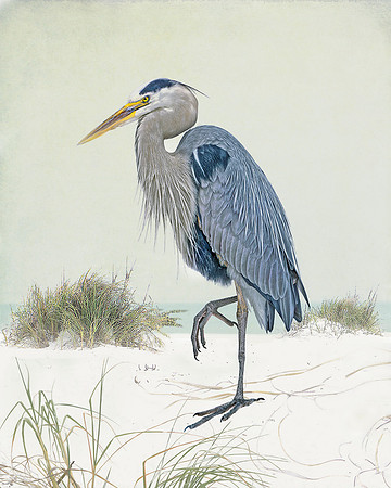 Great Blue Heron