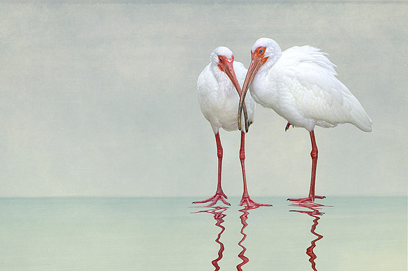 Ibis