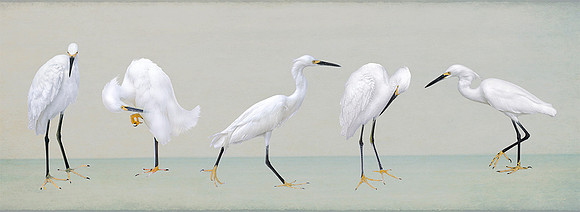 Egrets