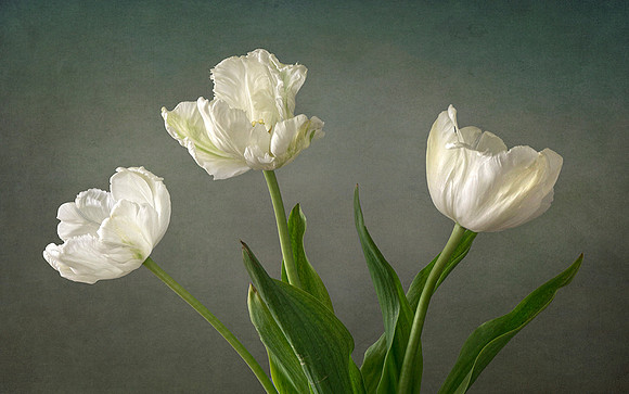 Three White Tulips