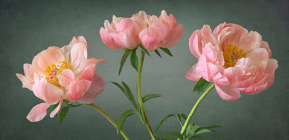 Three Peonies