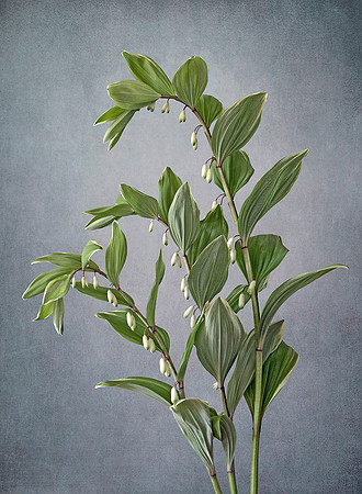 Solomon Seal #2