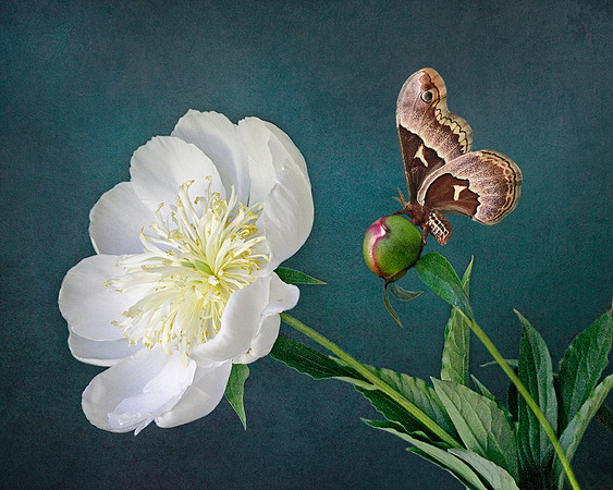 Moth on Peony