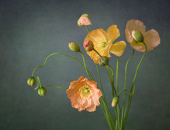 Poppies