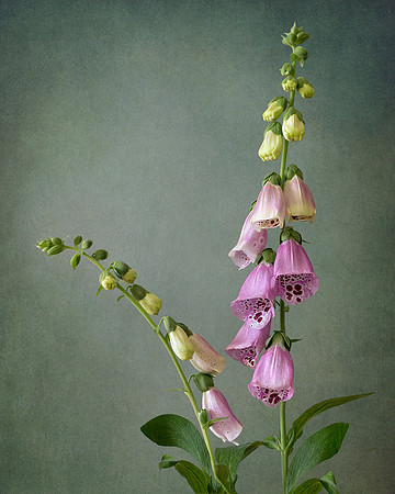 Foxglove