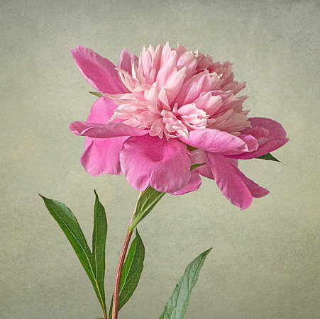 Pink Peony #4