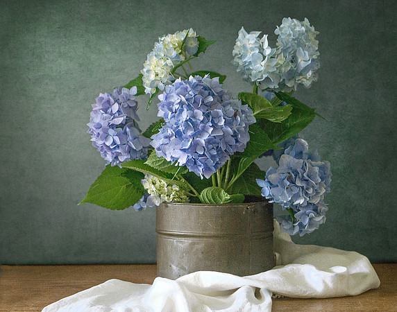 Hydrangeas #2