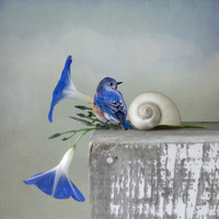 Bluebird