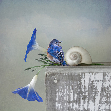 Bluebird