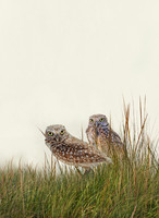Burrowing Owls