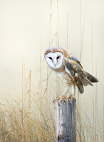 Barn Owl