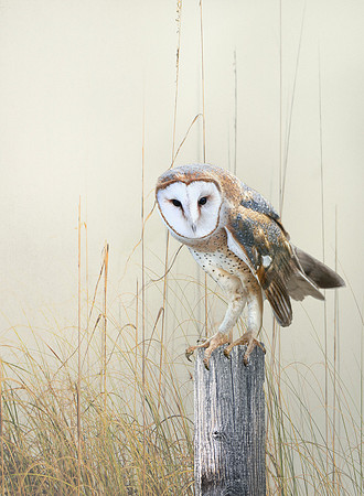 Barn Owl
