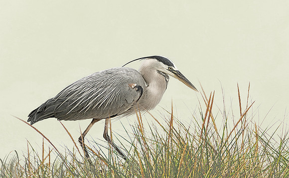 Heron #2
