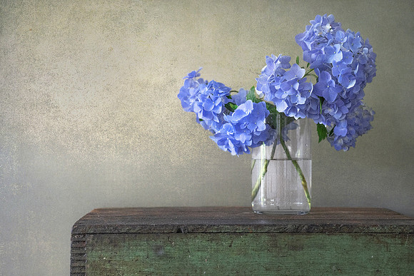 Hydrangeas #3