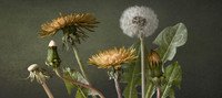 Dandelions #2