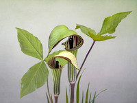 Jack in the Pulpit #3