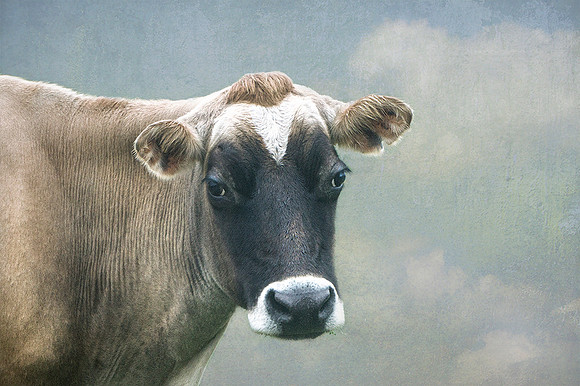 Brown Swiss