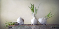 Garlic