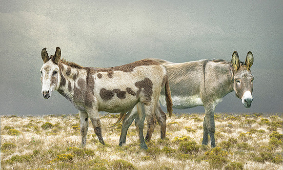 Donkeys