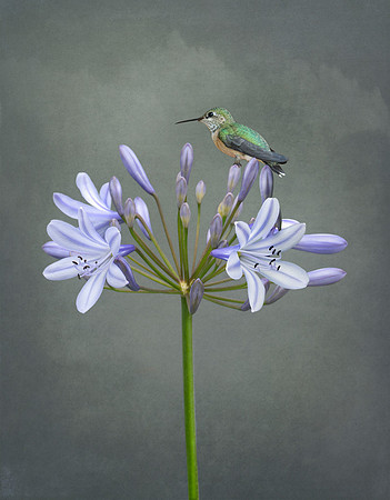 Hummingbird with Agapanthus
