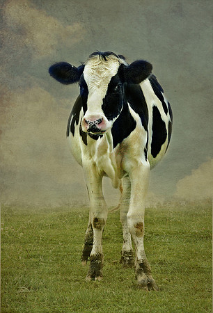 Holstein #2