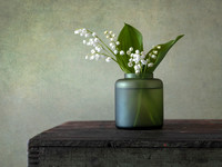 Lily of the Valley #3