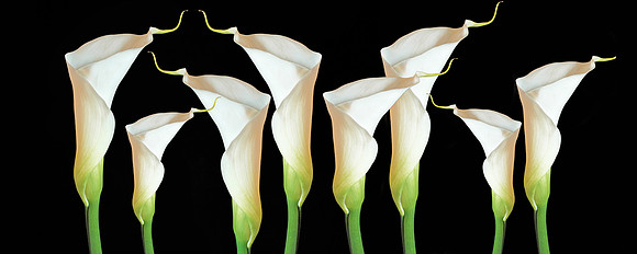 Calla Chorusline